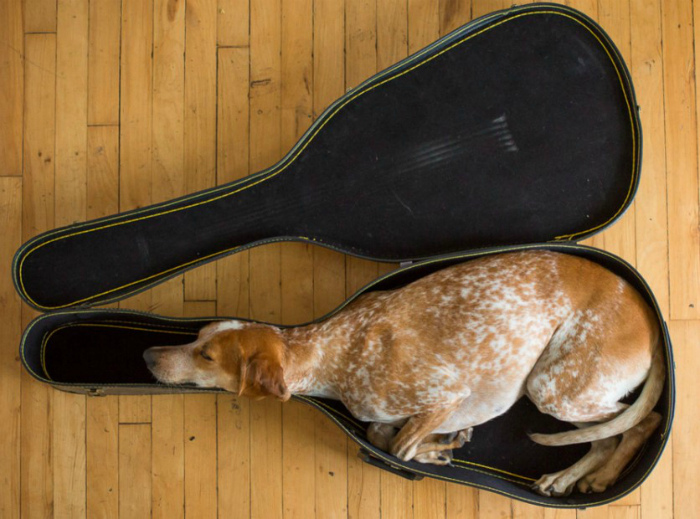 Если в футляре собака, то где гитара? | Фото: Onedio.