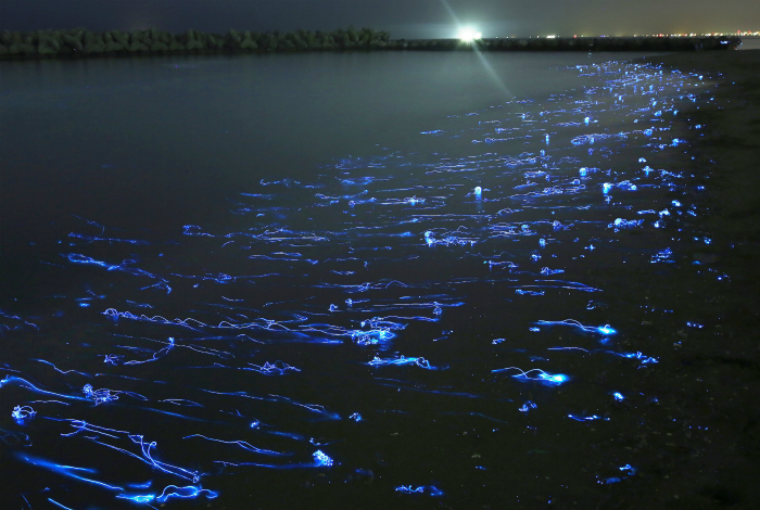 Светящиеся кальмары. Япония.