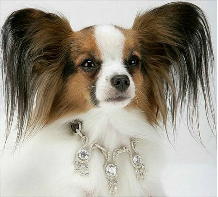 Собачий ошейник от компании I Love Dogs Diamonds из белого золота и алмазов.