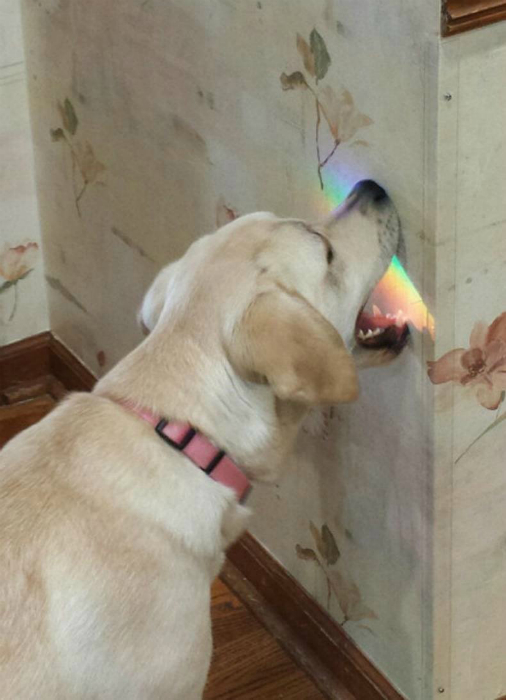 Этот пес - настоящий счастливчик, ведь он попробовал радугу на вкус.