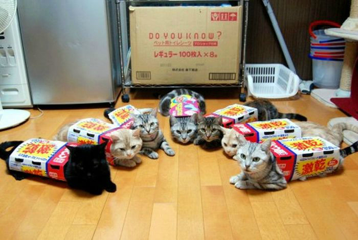 Костюм «Коробка» для кота от японского дизайнера.