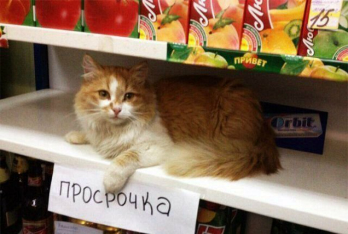Хорошо, что котик не умеет читать! | Фото: Поросёнка.нет.