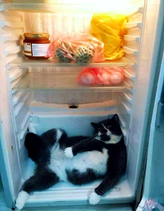 Наглый кот в холодильнике. | Фото: Deskgram.