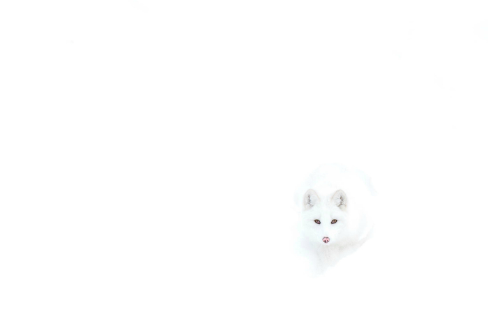 Арктическая лиса на снегу.