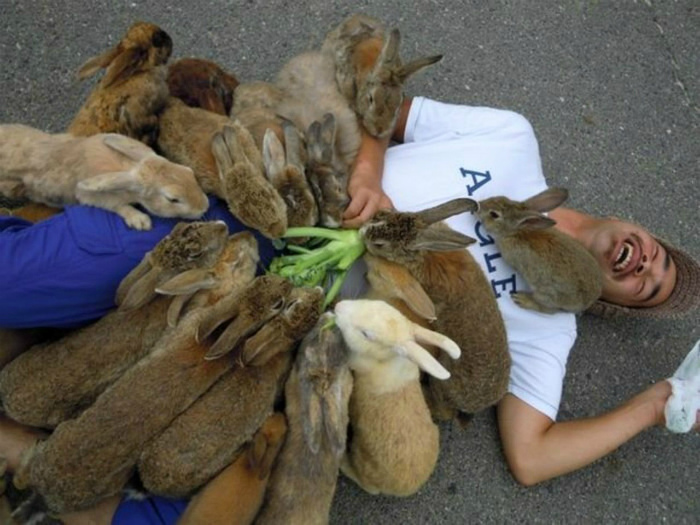 Эти несносные кролики. | Фото: Смешные фото приколы.