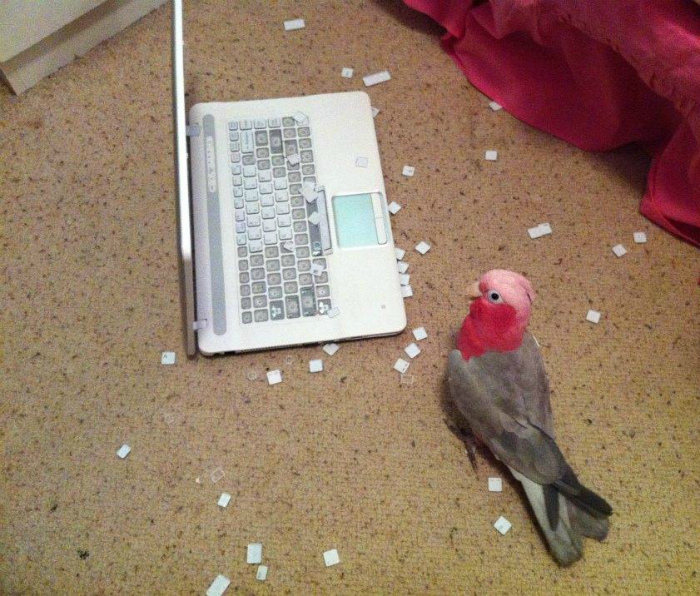 Попугай, который разбирается в компьютерах. | Фото: Всяко.нет.