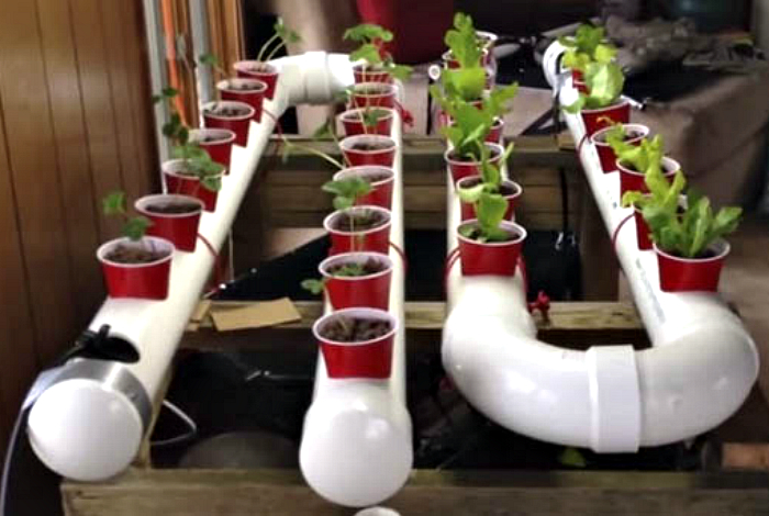 Выращивание растений в пластиковой трубе.