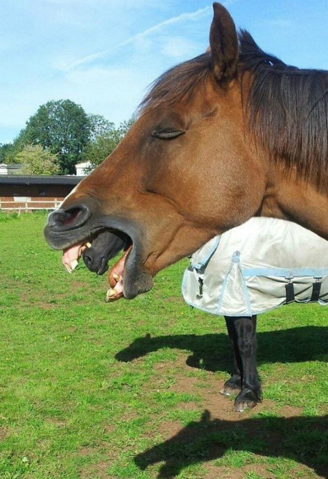 Мама, смотри! У лошадки во рту еще одна лошадка».