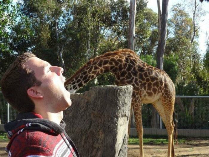 Проглотил жирафа. | Фото: ЯПлакалъ.