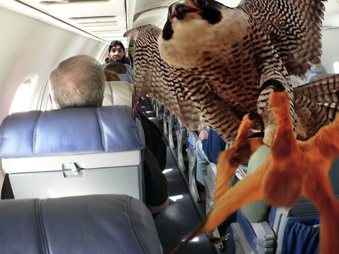 Орел в самолете.