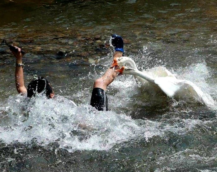 Негостеприимные лебеди. | Фото: Поросёнка.нет.
