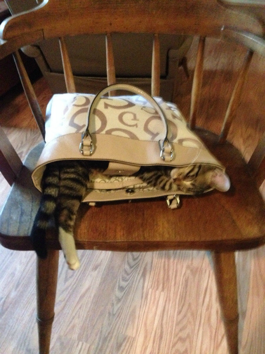 Кот в сумочке.