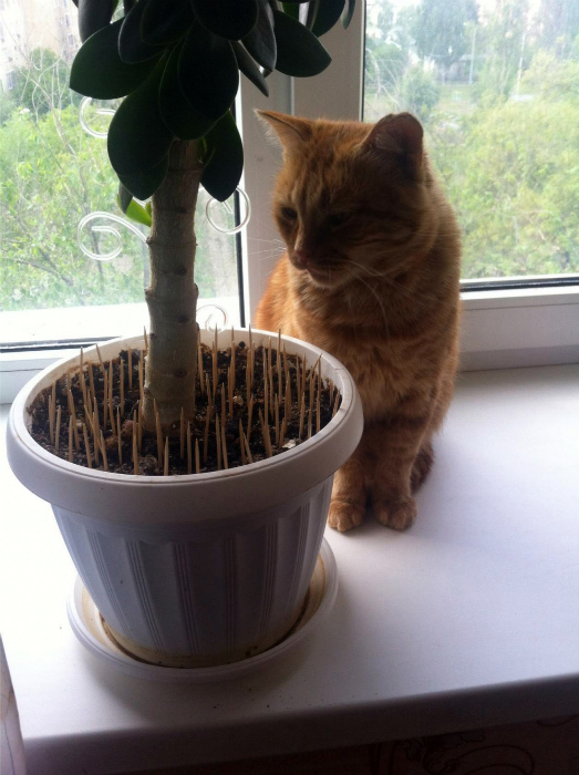 Защищаем растения от котов. | Фото: fishki.net.