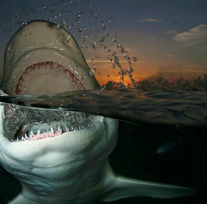 Белая акула.
