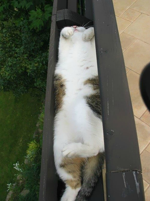 «Я на солнышке лежу!». | Фото: BlazePress.