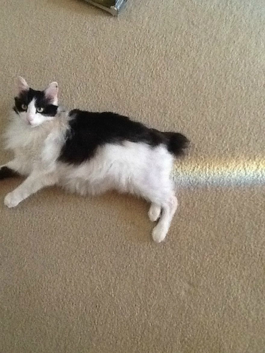Кот который дарит радугу.