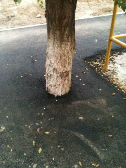 Заасфальтированное дерево.