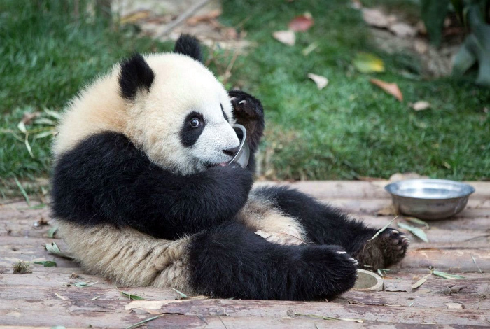 Смешная маленькая панда.