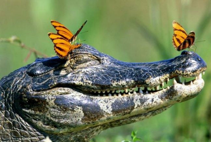 Бабочки, сидящие на голове у крокодила.