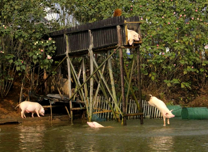Большое количество свиней. | Фото: 24ur.com.