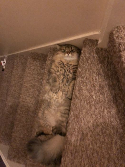 Притаился на лестнице. | Фото: Reddit.
