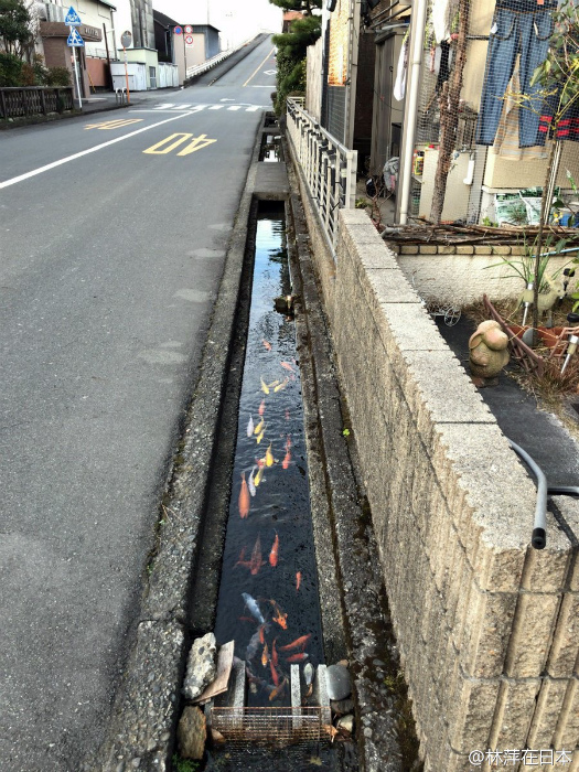 Рыбы в водосточных канавах Японии.