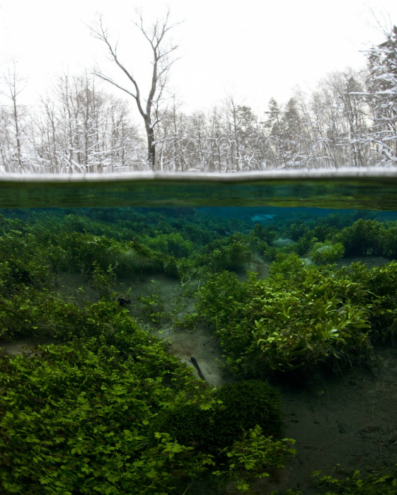 Волшебный подводный пейзаж под кромкой льда.