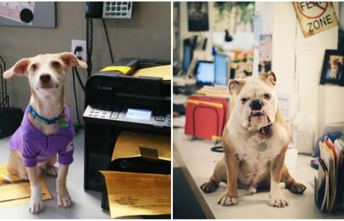 Фотографии, доказывающие, что собаки - отличные сотрудники.