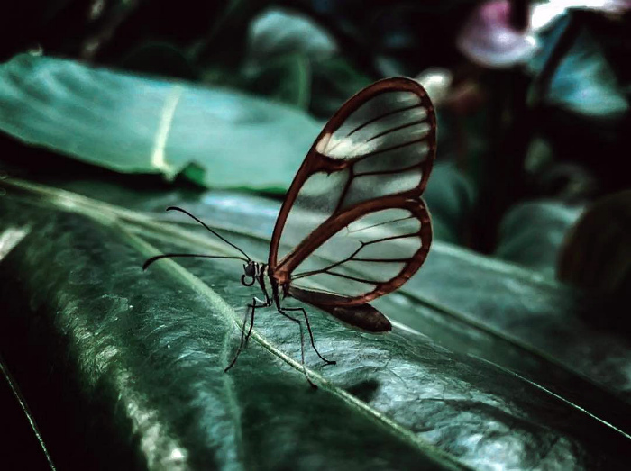 Бабочка Грета с прозрачными крыльями.