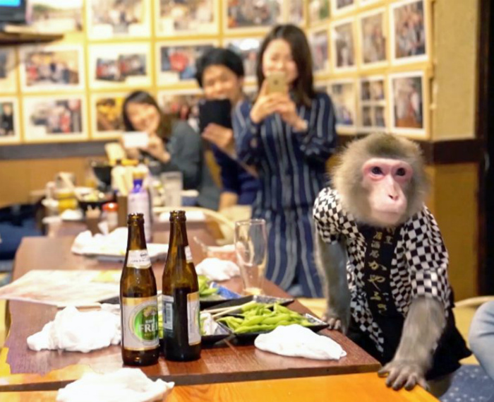 Ресторан с обезьянками в Японии.