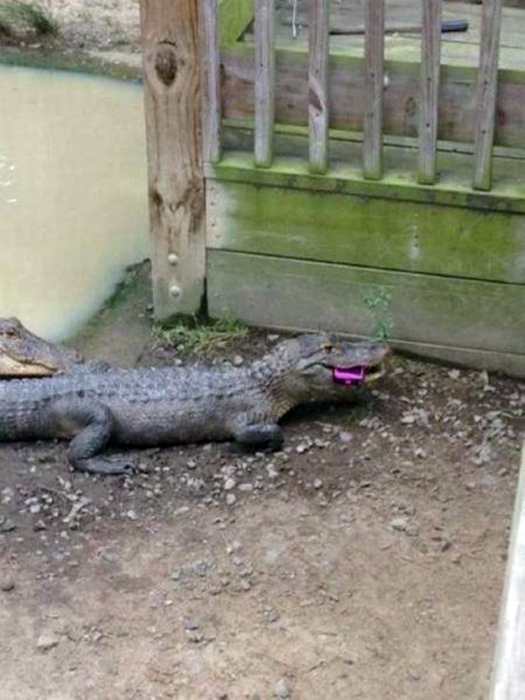 Обед крокодила.