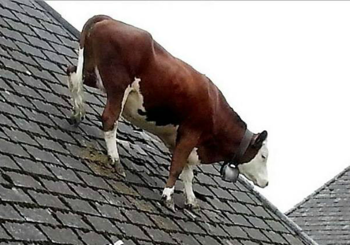 Эка невидаль - корова на крыше!