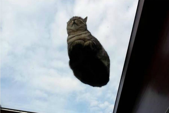 Кот на стеклянной крыше.