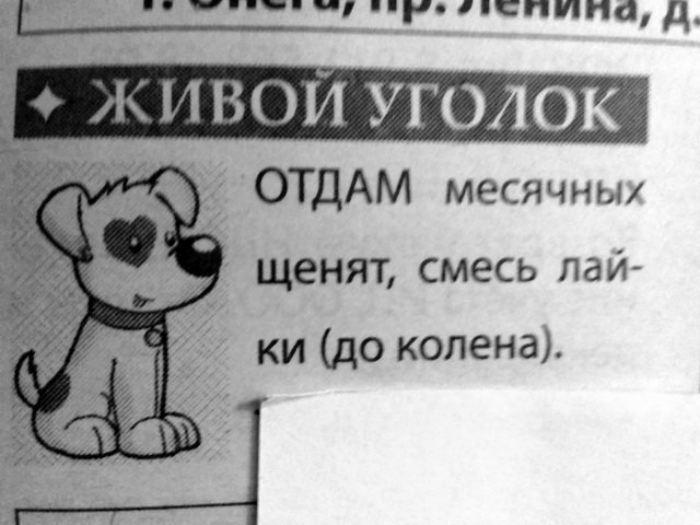 Новые породы собак на Novate.ru. | Фото: Fishki.net.