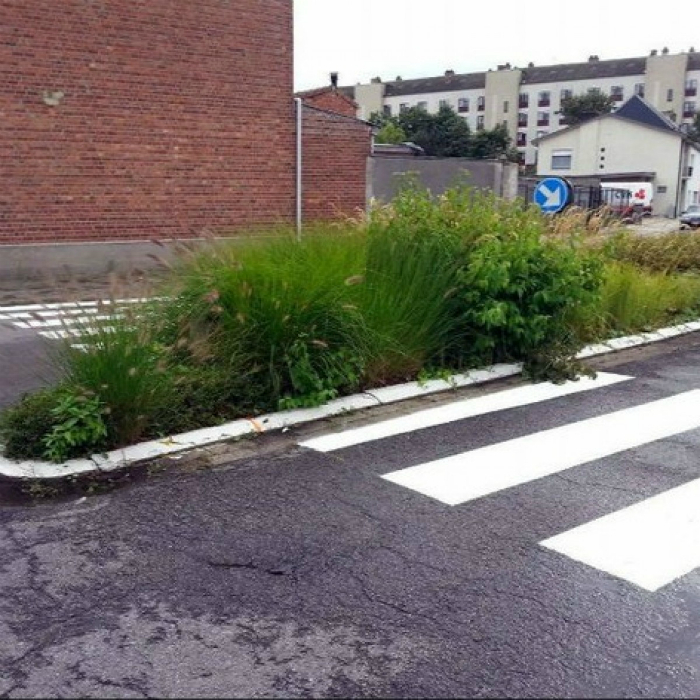 Городские власти всерьез занялись озеленением дорог.