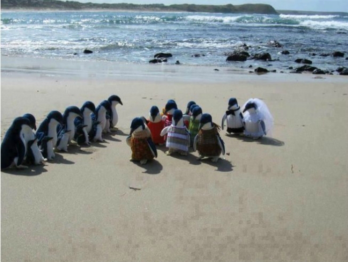Свадьба пингвинов.
