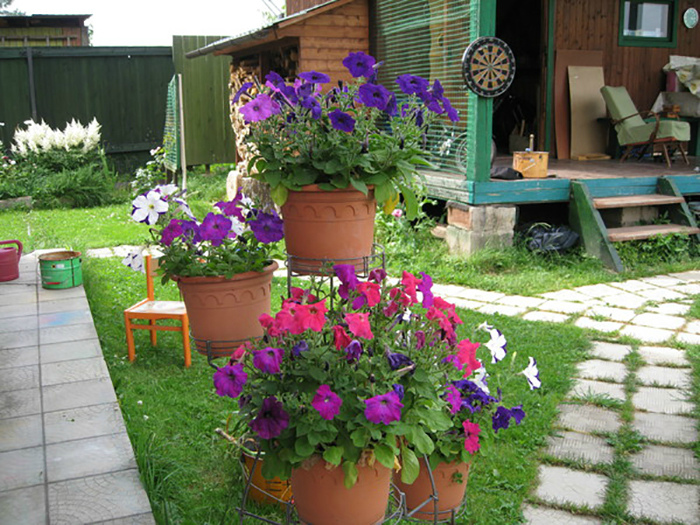 Цветы в горшках на дачном дворе. | Фото: sovetchiki.org.