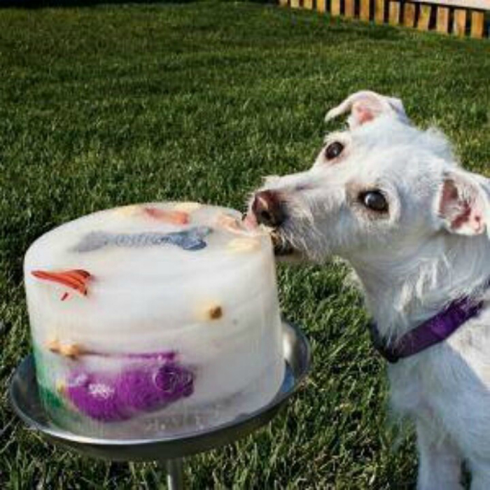 Ледяной торт для собак.