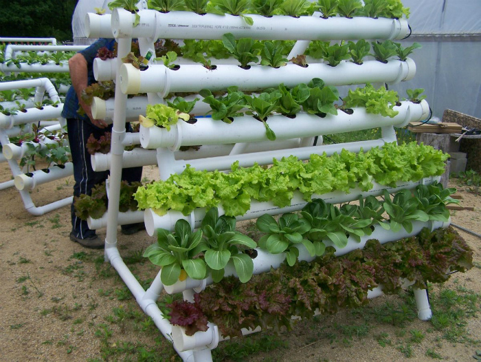 Вертикальный сад для зелени из ПВХ-труб.