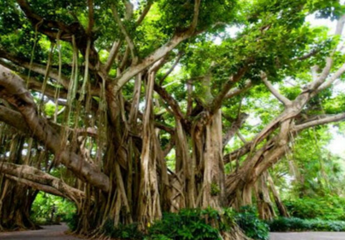 Дерево великий баньян. | Фото: The Gujju Man.