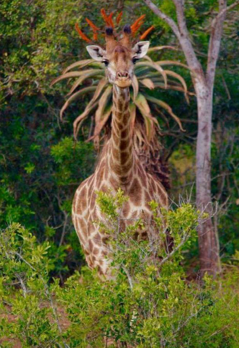 Жираф с роскошной гривой.