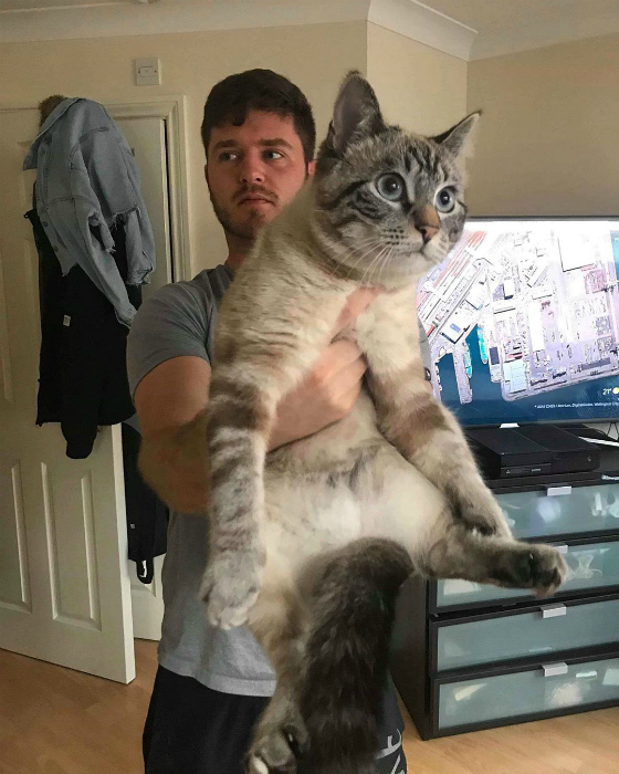 В этом ракурсе мой кот просто гигант. | Фото: Photos & Videos.