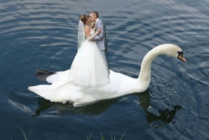Лебедь - самый романтичный транспорт.