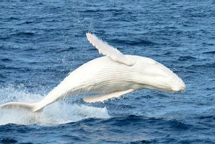 Единственный горбатый кит-альбинос по имени Мигалу.