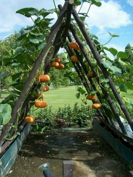 Тыквенная арка в саду. | Фото: feryhan.com.