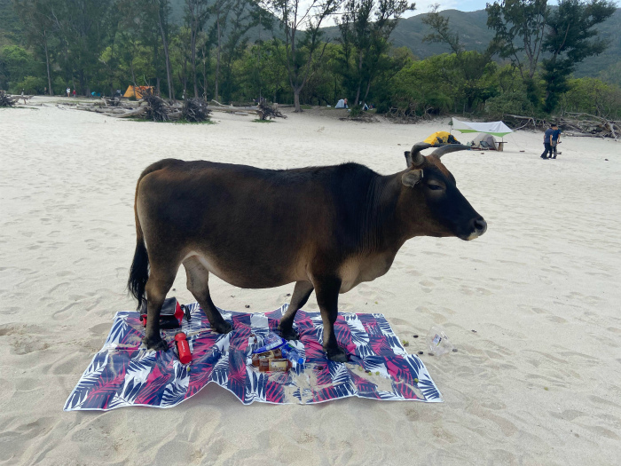 Священную корову в Индии не принято тревожить, даже если она заняла твое место для пикника! | Фото: Reddit.