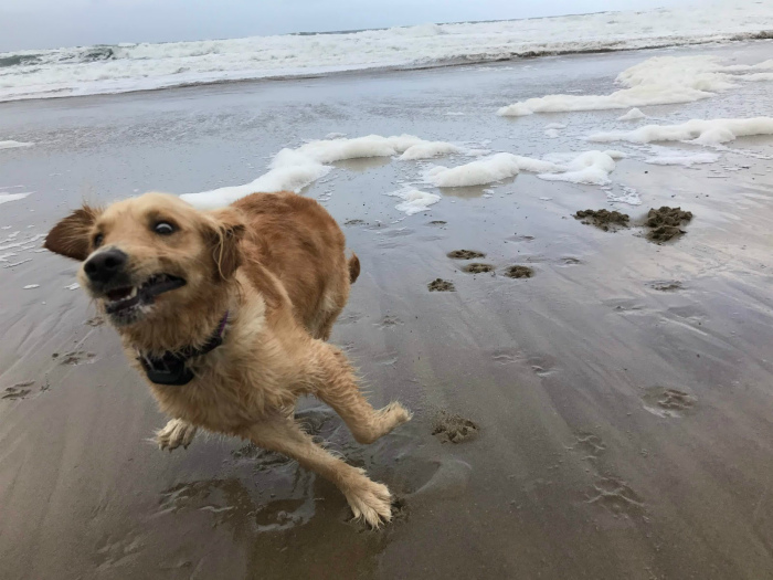 Пес на пляже.
