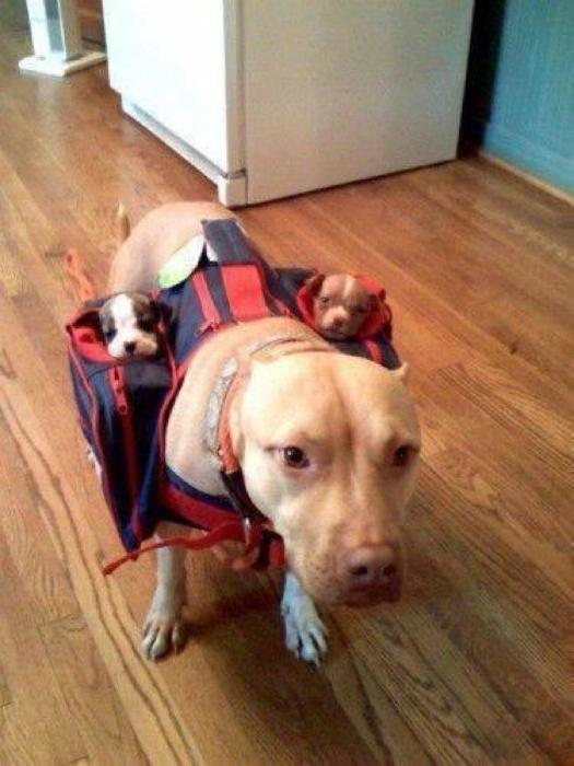 Костюм для собаки с карманами, чтоб она не забывала своих детей.