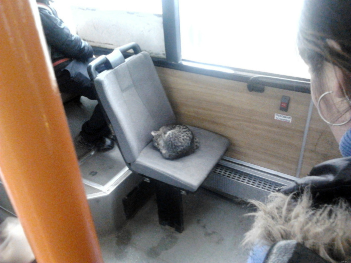 По мнению Novate.ru, это самый очаровательный пользователь общественного транспорта.  | Фото: Приколисты.