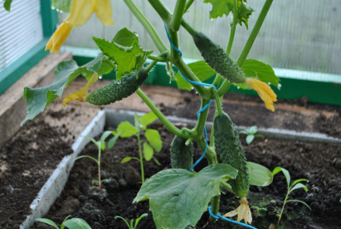 Что можно выращивать рядом с огурцами. | Фото: Огород.